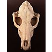3D-printed fox skull for self-painting (16cm)